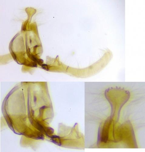Endothenia sp.